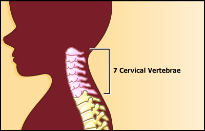 X-Ray Exam: Cervical Spine (for Parents)