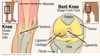 ligaments of the knee injury symptoms