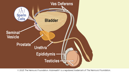 The male internal reproductive system consists of the vas deferent, seminal vesicle, prostate, urethra, epididymis, and testicles.