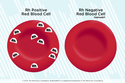 Rh positive red blood cell and Rh negative red blood cell