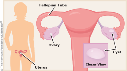 how big is an ovary