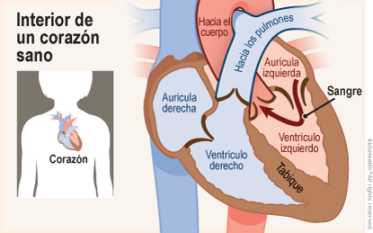 Corazón y sistema circulatorio (para Adolescentes) - Nemours