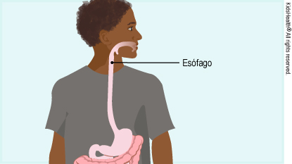 Se muestra la posición del esófago en el cuerpo.