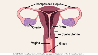 El aparato reproductor femenino incluye las trompas de Falopio, el útero, el cuello del útero, el himen, los ovarios y la vagina.