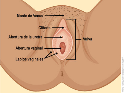 Partes externas del aparato reproductor femenino.