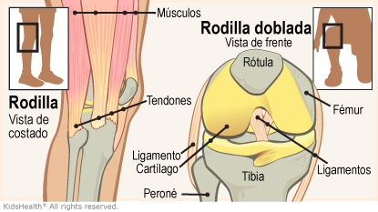 Rotura o esguince de ligamentos de la rodilla - Cómo, cuándo y por qué usar  rodilleras 