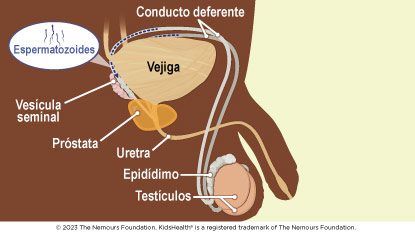 El aparato reproductor interno masculino está formado por los conductos deferentes, la vesícula seminal, la próstata, la uretra, el epidídimo y los testículos.