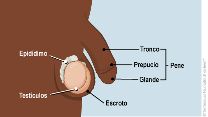 Vista lateral de las partes externas del aparato reproductor masculino.