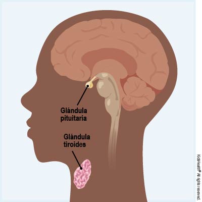 Se muestra la glándula tiroides en la parte frontal del cuello y la glándula pituitaria en la base del cerebro, como se describe en el artículo.